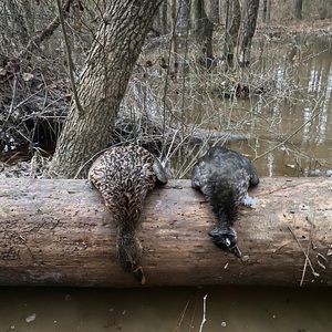 Meet your Posher, Isaac